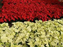 Are Poinsettias Poisonous to Pets?