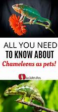 Are Chameleons Good Pets? Everything You Need to Know