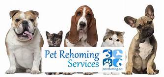 How to Rehome a Pet