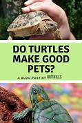 Do Turtles Make Good Pets?