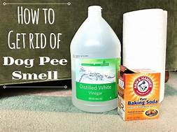 How to Remove Pet Urine Smell