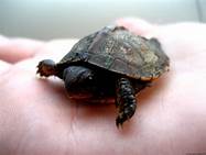 Do Turtles Like to Be Pet?