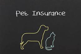 When to Get Pet Insurance