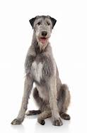 Are Irish Wolfhounds Good Pets?