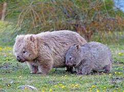 Are Wombats Good Pets?