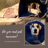 Do You Need Pet Insurance?