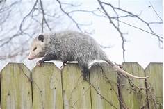 How Much Does a Pet Possum Cost?