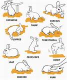 How to Care for a Pet Rabbit