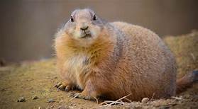 Can You Have a Pet Prairie Dog?