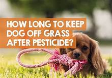 How Long After Pesticide Application Is It Safe for Pets?