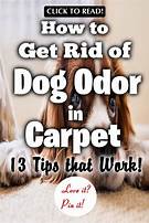 How to Get Rid of Pet Odor in Carpet