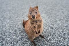 Can You Have a Quokka as a Pet?