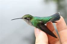 Can You Keep a Hummingbird as a Pet?