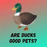 Are Ducks Good Pets? A Comprehensive Guide to Duck Care and Ownership