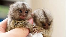 Are Finger Monkeys Good Pets?