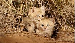 Can Sand Cats Be Pets?