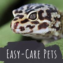 What Are the Easiest Pets to Take Care Of?