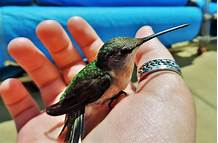 Can You Have a Hummingbird as a Pet?