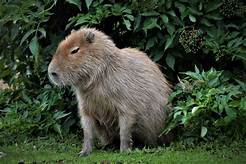 Can You Have a Capybara as a Pet in California?