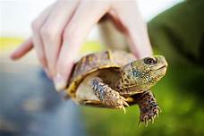 Are Box Turtles Good Pets?