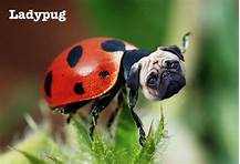 Can You Keep a Ladybug as a Pet?