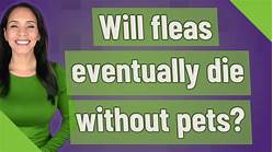 Will Fleas Eventually Die Without Pets?