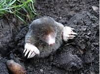 Can You Keep a Mole as a Pet?