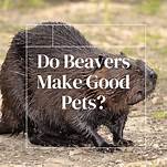 Do Beavers Make Good Pets?