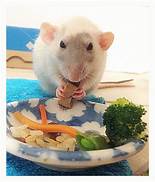 What Can Pet Rats Eat?