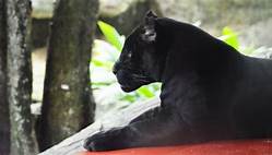 Can You Have a Black Panther as a Pet?