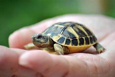 Can You Have a Tortoise as a Pet?