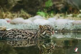 Can You Have an Ocelot as a Pet?