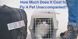 How Much Does It Cost to Fly a Pet?