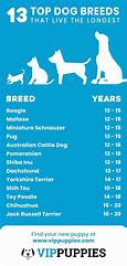 What Pet Lives the Longest?