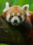 Do Red Pandas Make Good Pets?