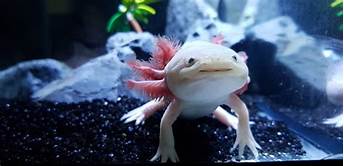 Do Axolotls Make Good Pets?