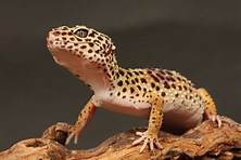 How Long Do Geckos Live as Pets?