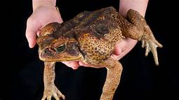 Can You Keep a Toad as a Pet?