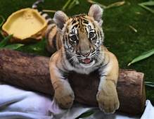 How Much is a Pet Tiger?