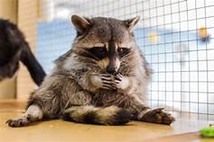 Which States Allow Raccoons as Pets?