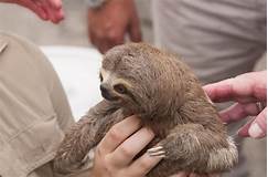 Can You Own a Sloth as a Pet