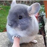 Are Chinchillas a Good Pet?