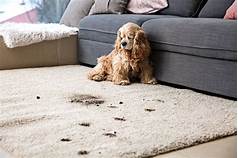 How to Clean Pet Stains from Carpet