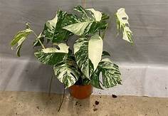 Are Monstera Toxic to Pets?