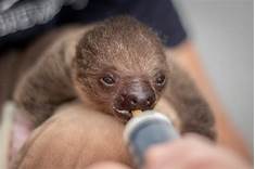 Can Sloths Be Pets?