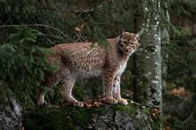 Do Bobcats Make Good Pets?