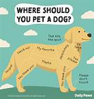 Where Do Dogs Like to Be Pet? A Guide to Petting Your Dog Correctly