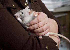 How to Take Care of a Pet Rat