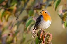 Can You Keep a Robin as a Pet?