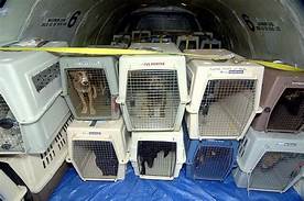 How Do Pets Fly on Planes: A Comprehensive Guide for Pet Owners